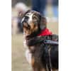 Stropp - wartet in 71729 Erdmannshausen
