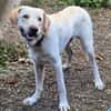 Liebenswerter NEO sucht liebevolle Familie