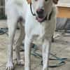 Liebenswerter NEO sucht liebevolle Familie