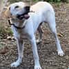 Liebenswerter NEO sucht liebevolle Familie