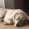 Liebenswerter NEO sucht liebevolle Familie
