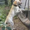 Liebenswerter NEO sucht liebevolle Familie