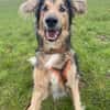Jumper ein Rohdiamant mit ganz viel Potential