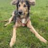 Jumper ein Rohdiamant mit ganz viel Potential