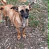 Bekka, kleine Hündin sucht 4ever home