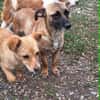Bekka, kleine Hündin sucht 4ever home