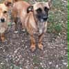 Bekka, kleine Hündin sucht 4ever home