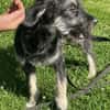 Levi - der neugierig selbstbewusste Terrier-Mix