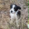 Jimmy, ein Welpe sucht sein 4ever home