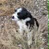 Jimmy, ein Welpe sucht sein 4ever home