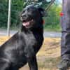 NEMO ex Napoleon des adrilines d opale