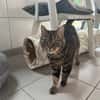 MINETTE  (Tigré)