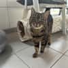 MINETTE  (Tigré)