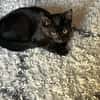 BLACKY
