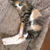 CLOE