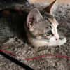CLOE