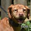 TACHO