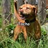 TACHO