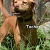 TACHO
