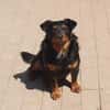 Aaron - Der Terrier ist Programm