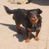 Aaron - Der Terrier ist Programm