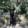Zeus - junger, wilder sucht aktive Familie