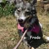 FRODO