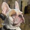 GUCCI
