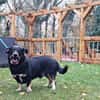 Bonte - Schäferhund im kleinen Körper