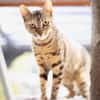 Agnes, fröhliches Tigermädchen, ca. 1 Jahr