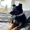 Dante, liebenswerter Rüde, 7 Jahre