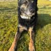 Dante, liebenswerter Rüde, 7 Jahre