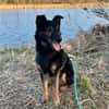Dante, liebenswerter Rüde, 7 Jahre