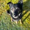 Dante, liebenswerter Rüde, 7 Jahre