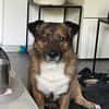 Sam sucht dringend ein neues Zuhause