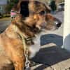 Sam sucht dringend ein neues Zuhause