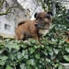 Sam sucht dringend ein neues Zuhause