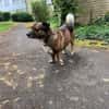 Sam sucht dringend ein neues Zuhause
