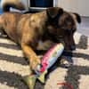 Sam sucht dringend ein neues Zuhause