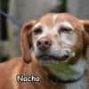 NACHO