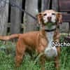 NACHO