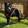 Drago - Hundeopi sucht Dich