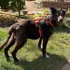 Drago - Hundeopi sucht Dich