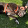 Drago - Hundeopi sucht Dich