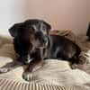 Small Ira, ruhige Hundeomi, ca. 16 Jahre