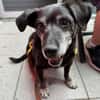 Small Ira, ruhige Hundeomi, ca. 16 Jahre