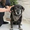 Small Ira, ruhige Hundeomi, ca. 16 Jahre