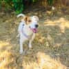 Jack Russel Hündin Shiko super erzogen
