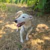 Jack Russel Hündin Shiko super erzogen