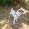 Jack Russel Hündin Shiko super erzogen